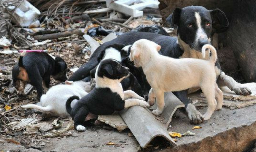 Exigiendo Justicia para los Animales: Un Llamado a Protegerlos de la Crueldad Humana