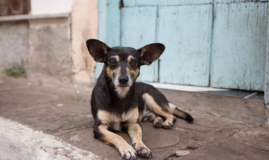 Exigiendo una Mejor Calidad de Vida para los Animales Callejeros de México