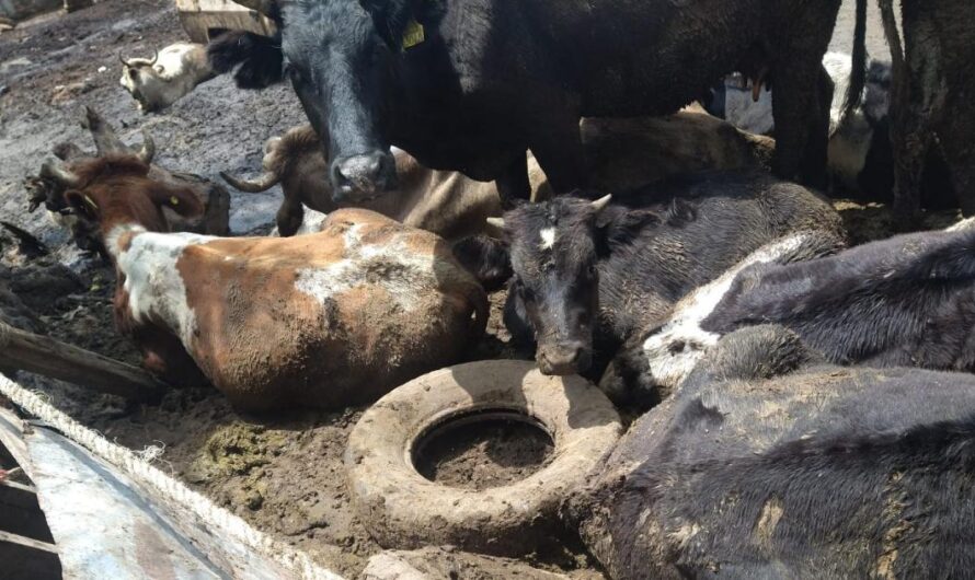 Exigimos Acciones Inmediatas para Solucionar el Maltrato Animal y la Contaminación del Medio Ambiente en México