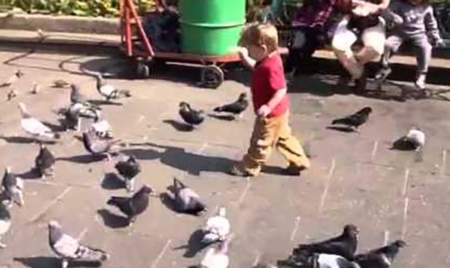 ¡Exigimos el respeto y seguridad de las palomas en el municipio de México!