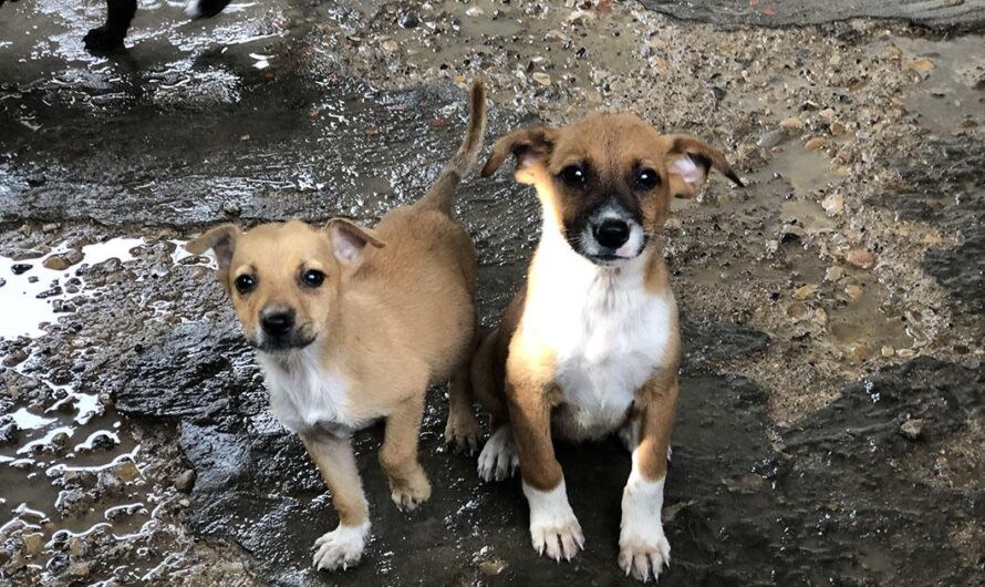 Exigimos Justicia para los Animales: Combatamos el Abandono y el Maltrato Animal en México