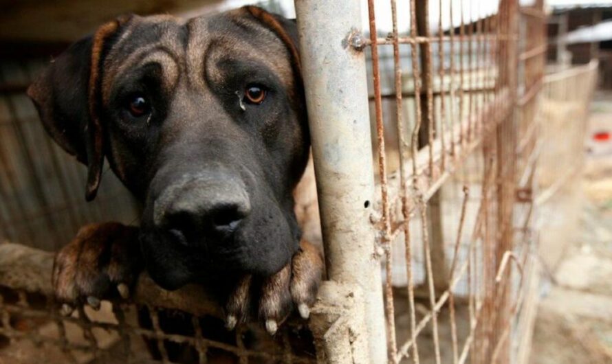 ¡Exigimos Justicia para los Perritos de la Calle!