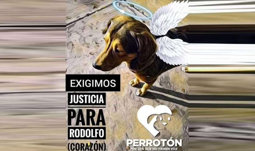 «Exigimos Justicia para Rodolfo Corazón: La Comunidad de Sinaloa Unida por la Protección de los Animales».