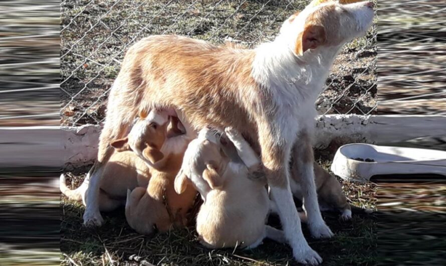 Exigimos una Regulación de la Propiedad de Animales en España para Salvar a los Animales Abandonados