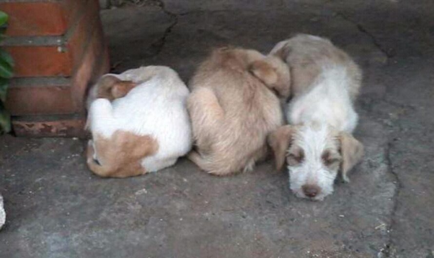 Firma y Comparte: No más Abandono de Animales en Asunción