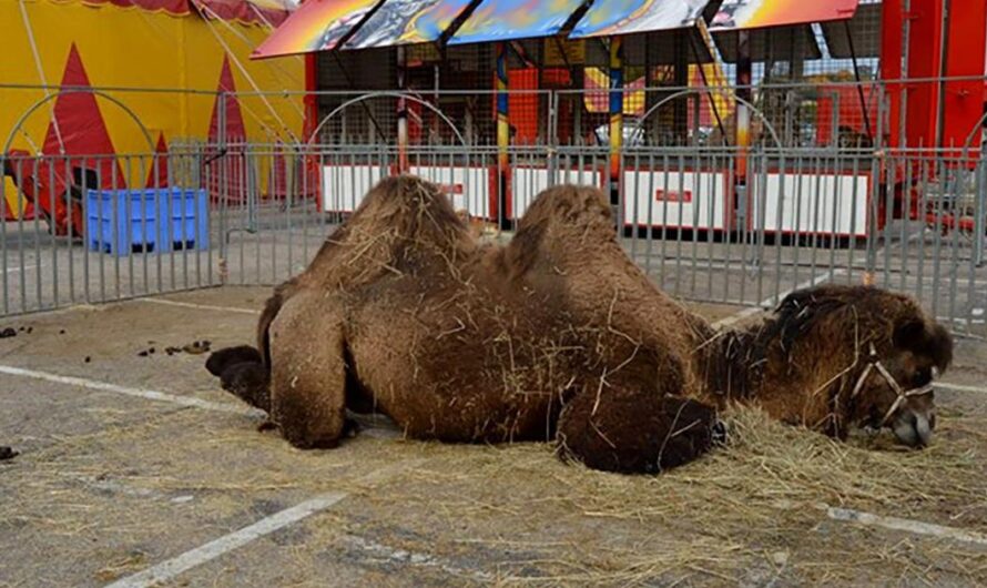 Francia Toma una Decisión Audaz para Erradicar el Maltrato Animal en los Circos