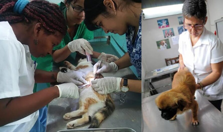 ¡Garantizemos el derecho de los animales a una atención veterinaria adecuada en Cuba!