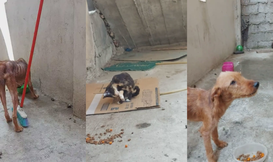 «Guayaquil toma medidas concretas para el cuidado de los animales abandonados».