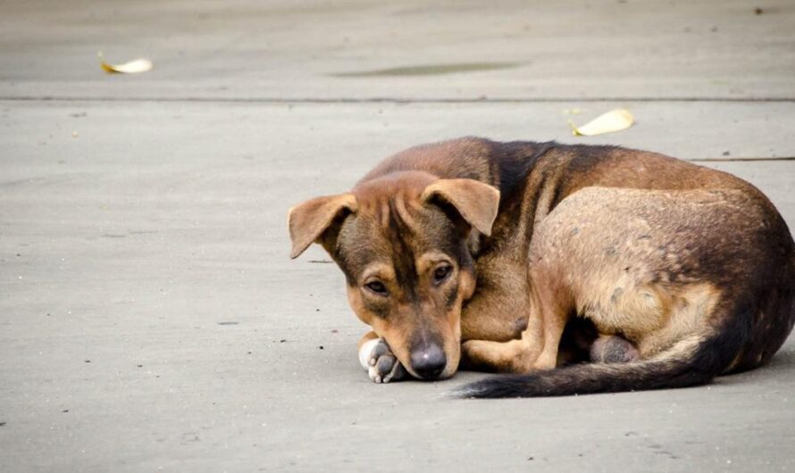 Iniciativa Verde Ecologista para Esterilizar Perros Callejeros en México