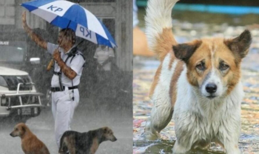 No creerás lo que estos ciudadanos están haciendo por los perros callejeros de Guanajuato. ¡Únete a ellos para cambiar el futuro de estos peludos amigos!