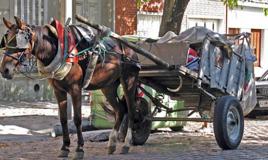 La lucha contra el maltrato animal en Argentina: la campaña de «Caballos por la Vida