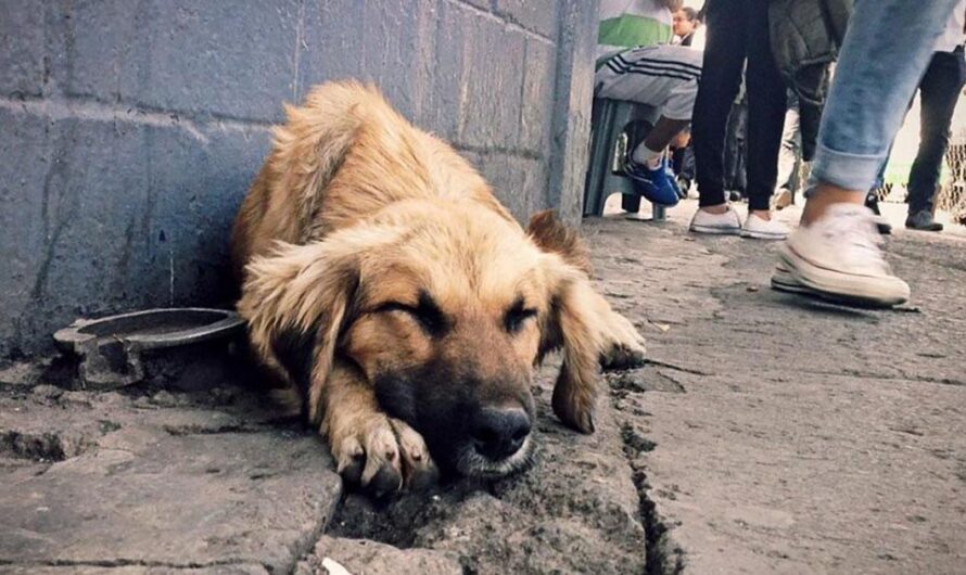 ¡Es hora de hacer justicia por los animales en El Salvador! Únete a nuestra lucha firmando y compartiendo esta petición para erradicar el maltrato animal en el país. Cada firma cuenta, ¡sé la voz de los que no pueden hablar!