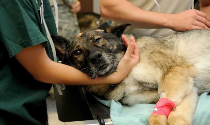 La OVC lucha por la legalización de la atención veterinaria por cuenta propia en Cuba: ¿Un paso hacia la salud animal para los propietarios de mascotas cubanos?