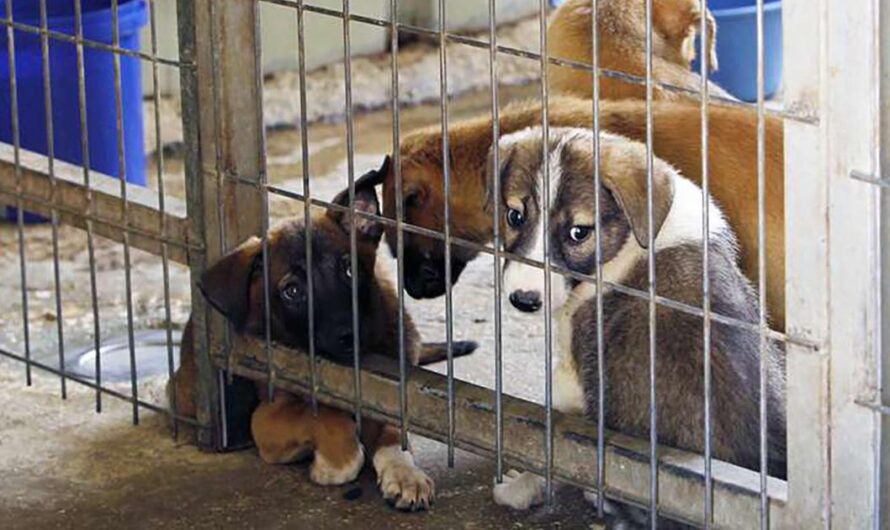 Lenin Moreno: Una Ley para Prohibir la Venta de Mascotas e Incentivar su Adopción