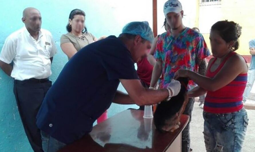 «Los dueños de mascotas de Cuba tienen una razón para celebrar: la petición que busca que los médicos veterinarios ejerzan su profesión por cuenta propia gana fuerza».