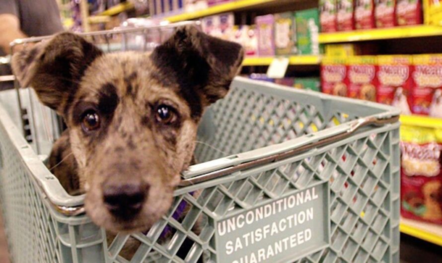 Los propietarios de mascotas exigen entrar a los supermercados al menos un día a la semana junto a sus perros