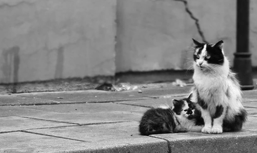 ¡Los Vecinos de la Ciudad Francesa de Montpellier Exigen que los Alcaldes Cumplan con la Ley de Protección de los Gatos Callejeros!