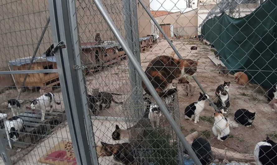 Los Vecinos de Pinto Exigen al Ayuntamiento la Habilitación de un Terreno Seguro para los Gatos Ferales