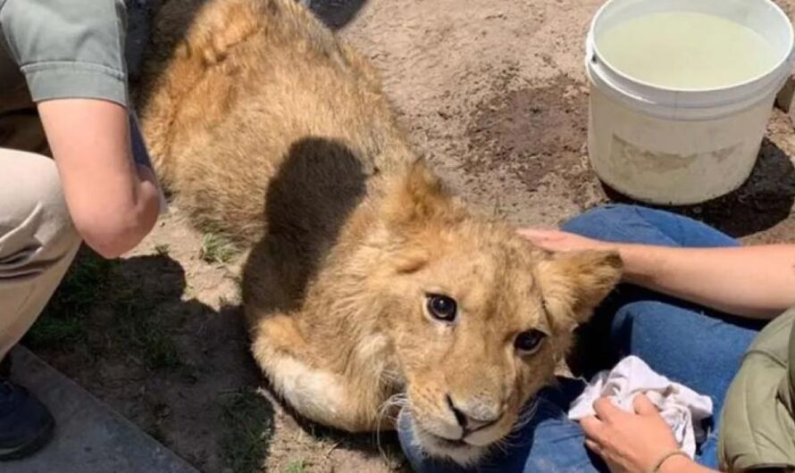 No más maltrato animal: El caso de Kiro, una llamada a la conciencia