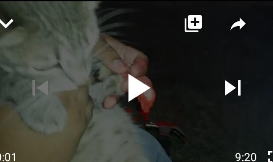 #NOALMALTRATOANIMAL: Unamos Nuestras Voces Para Poner Fin al Maltrato Animal en YouTube