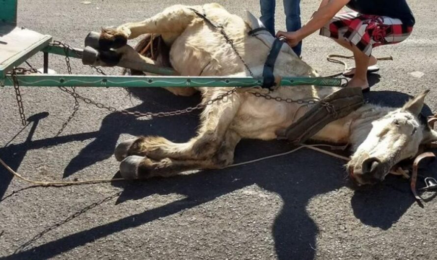 Oeiras Piauí: Tomando medidas para acabar con la explotación y maltrato de los animales