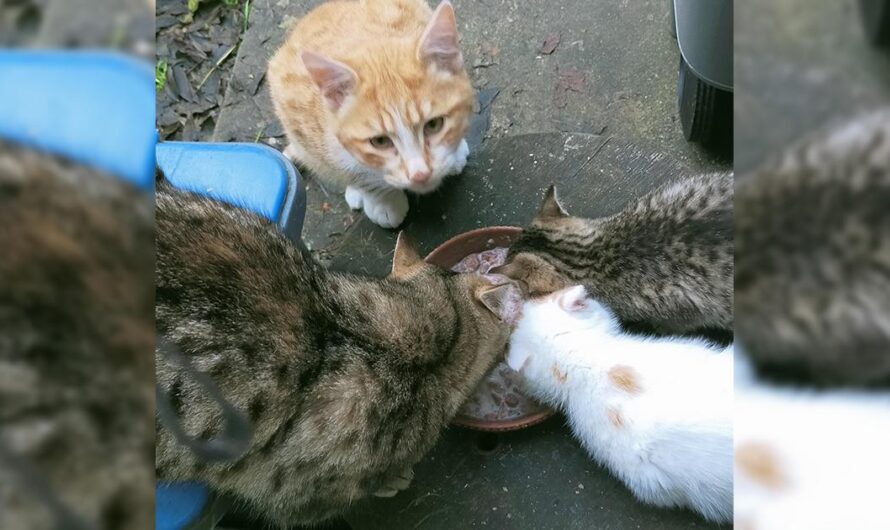 Por favor, ayúdanos a esterilizar a los gatos callejeros: Una petición para que los ayuntamientos reaccionen