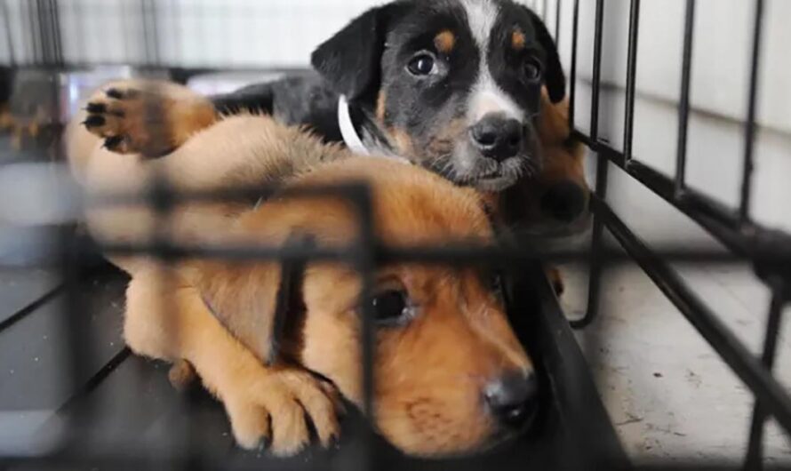 «Portugal lidera la lucha contra el maltrato y la compra de animales: una campaña de sensibilización para promover la adopción de animales necesitados».