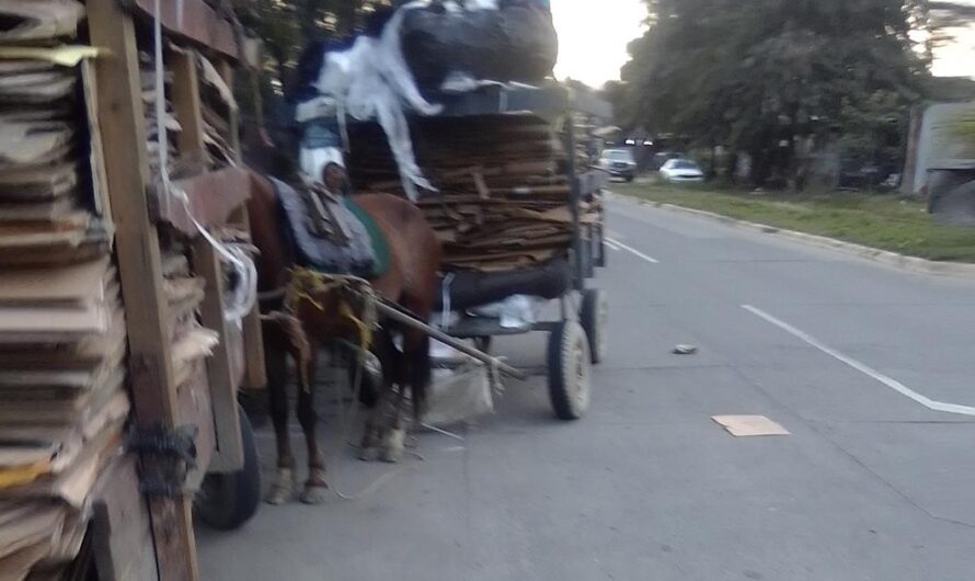 Proponiendo un Cambio: Prohibiendo el Uso de Caballos para el Transporte de Cargas en Honduras