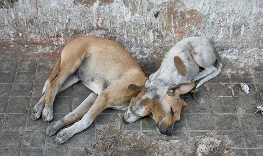 Proteger a los animales: ¡una ley que garantice un futuro más seguro!