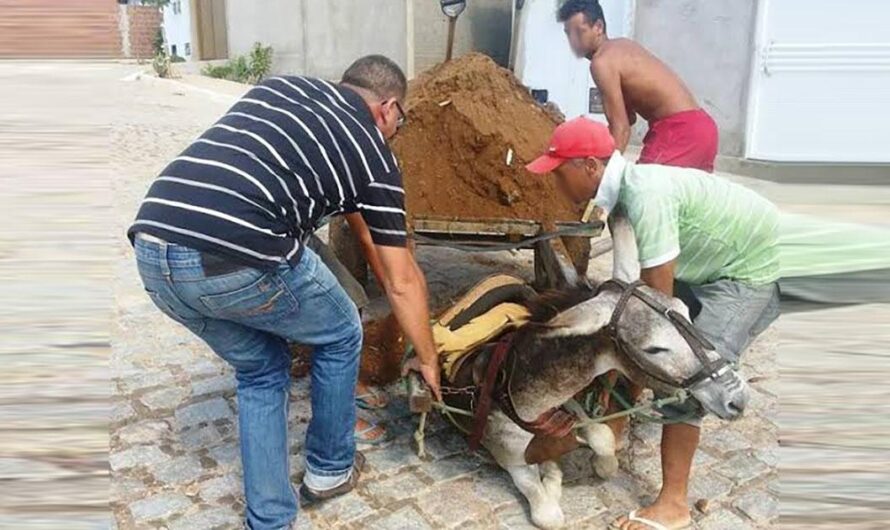 Protegiendo a los Animales de Teresina: Una Ley para Prohibir la Tracción Animal en Carros