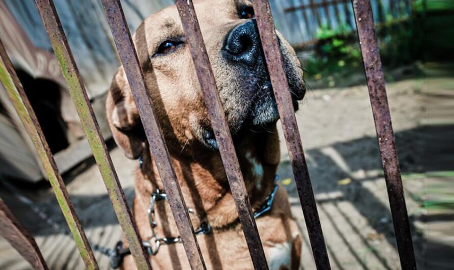 Protegiendo el Bienestar Animal en México: La Petición para Exigir a las Autoridades Mexicanas que Cumplan con su Deber