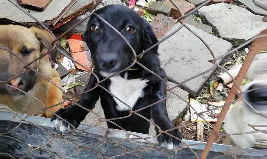 «¿Qué destino le han dado a los perros callejeros de Ciudad Mendoza? Exigimos una explicación por parte del alcalde».