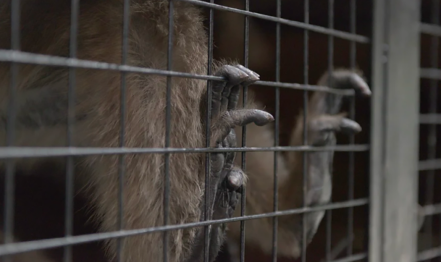 Rescatemos y Cuidemos a los Animales del Zoo de Palermo: Un Llamado de Atención al Público Argentino