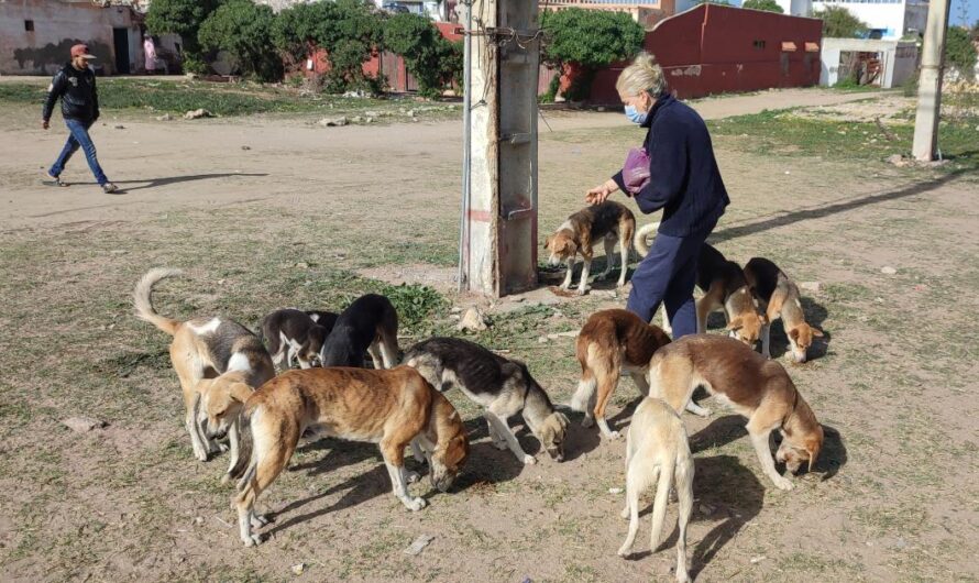 ¡Únete a la misión de salvar vidas! Descubre cómo puedes marcar la diferencia en la vida de los animales desamparados en Marruecos