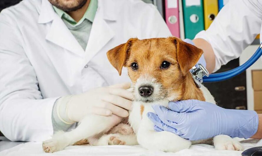 Salvar a nuestras mascotas: una petición para permitir a los médicos veterinarios trabajar de forma particular en Cuba.