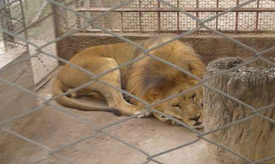 ¡Salvemos a los nueve felinos abandonados del Zoológico Cerrado de Santiago del Estero!