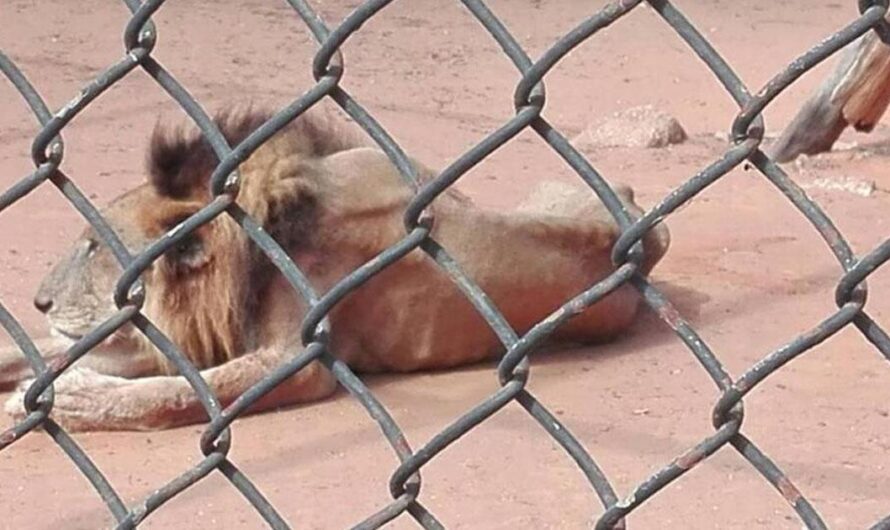 Salvando a los Felinos del Zoológico Metropolitano del Zulia