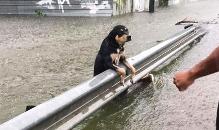 «Un gesto de las grandes marcas para salvar a los animales afectados por la inundación de Lieja».