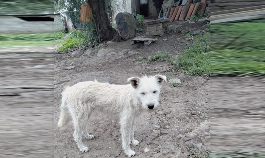 Un grito de ayuda para salvar a los perros abandonados en Temascalcingo, Estado de México