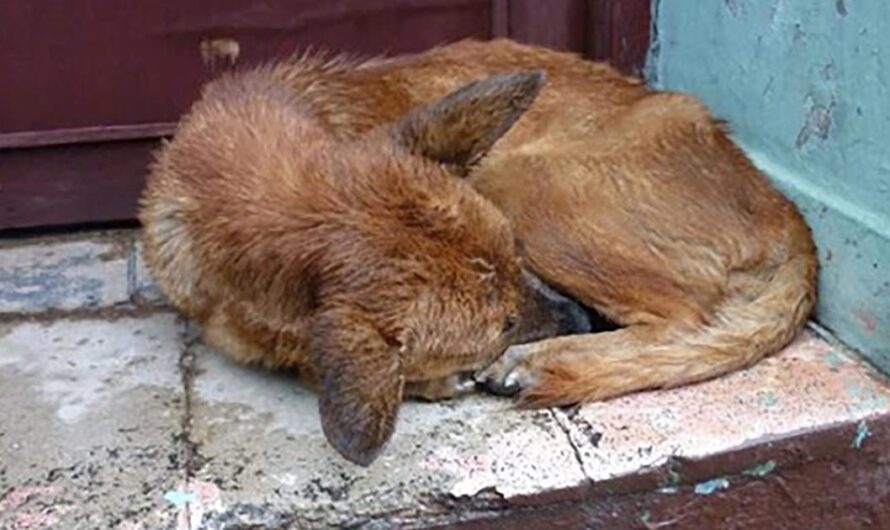 Un Hogar para los Animales Domésticos de Cuba: Exigiendo Compasión y Amor