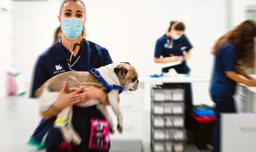 Un #HospitalParaTodos: Ayudemos a los animalitos de las calles de Perú