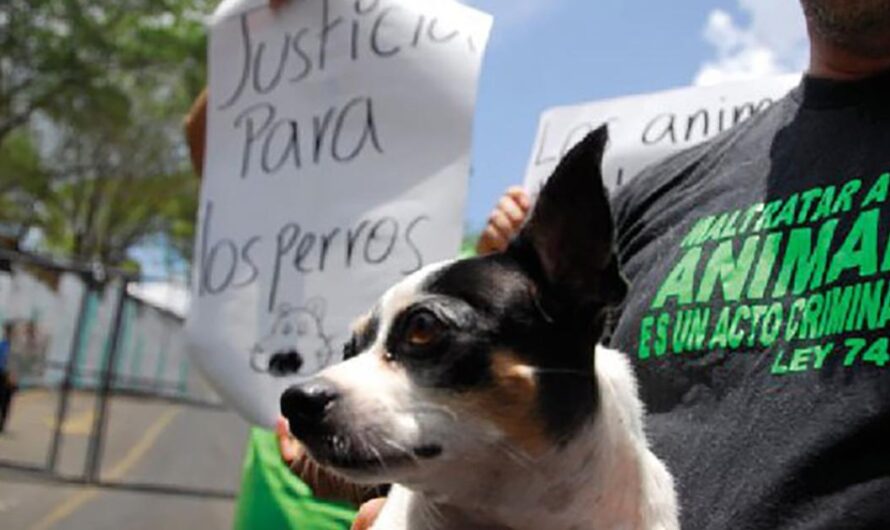 Un llamado a la acción: Exigimos la creación de una Policía de Protección Animal para combatir la situación desesperante de los animales en Nicaragua