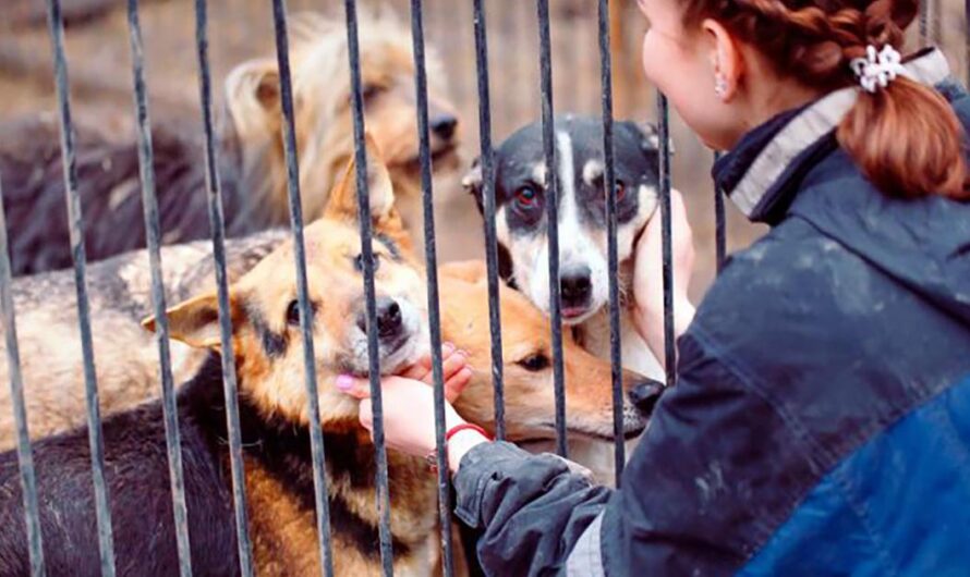 Un llamado a la sociedad para acabar con el maltrato y abandono de animales en México