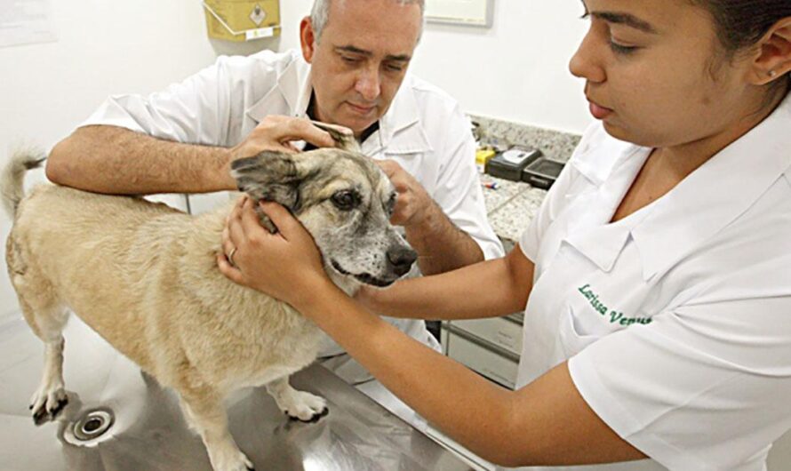 «Un llamado a las autoridades portuguesas: Establecer hospitales públicos para animales».