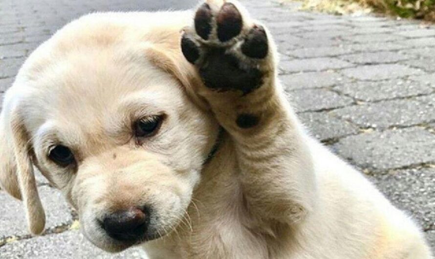 Un llamado de acción para lograr un mundo mejor para los perritos callejeros de Ecuador