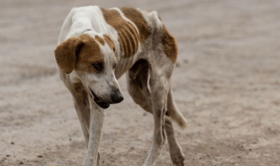 Un Refugio Público para los Animales Abandonados y Maltratados en la Ciudad de Brasil