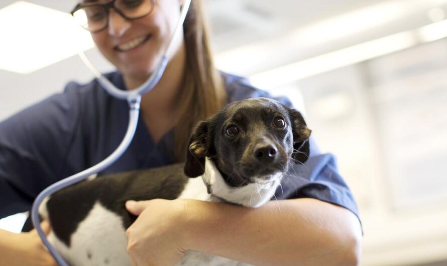 ¡Atención amantes de los animales en Argentina! Descubre cómo esta iniciativa está cambiando la vida de los animales sin hogar y dueños de mascotas de bajos recursos con un hospital veterinario público gratuito. ¡Juntos podemos hacer la diferencia en la comunidad!