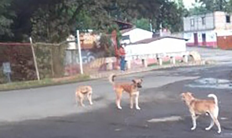 Atención San Juan Alotenango: ¿Estás harto de ver perros callejeros sufriendo en las calles? ¡Únete a esta iniciativa para construir un albergue municipal y hacer la diferencia!