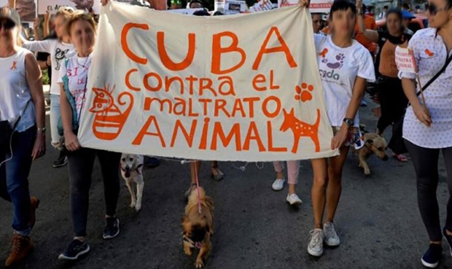 «Unámonos Para Hacer Cumplir la Ley de Bienestar Animal en Cuba: Una Iniciativa Para Proteger a Nuestros Animales».