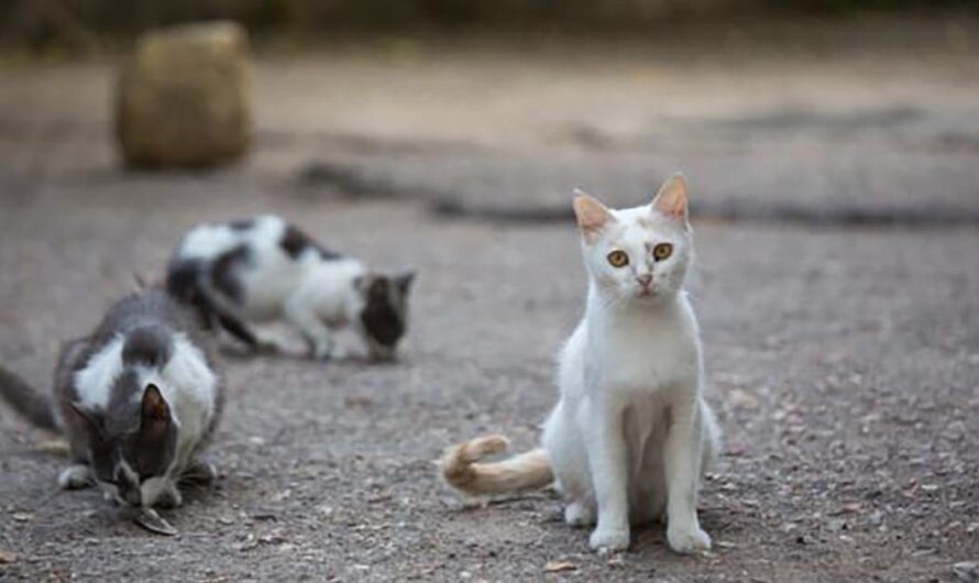 ¡Unamos fuerzas para mejorar la situación de los gatos en Villalbarba!